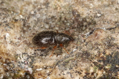 Barypeithes pellucidus