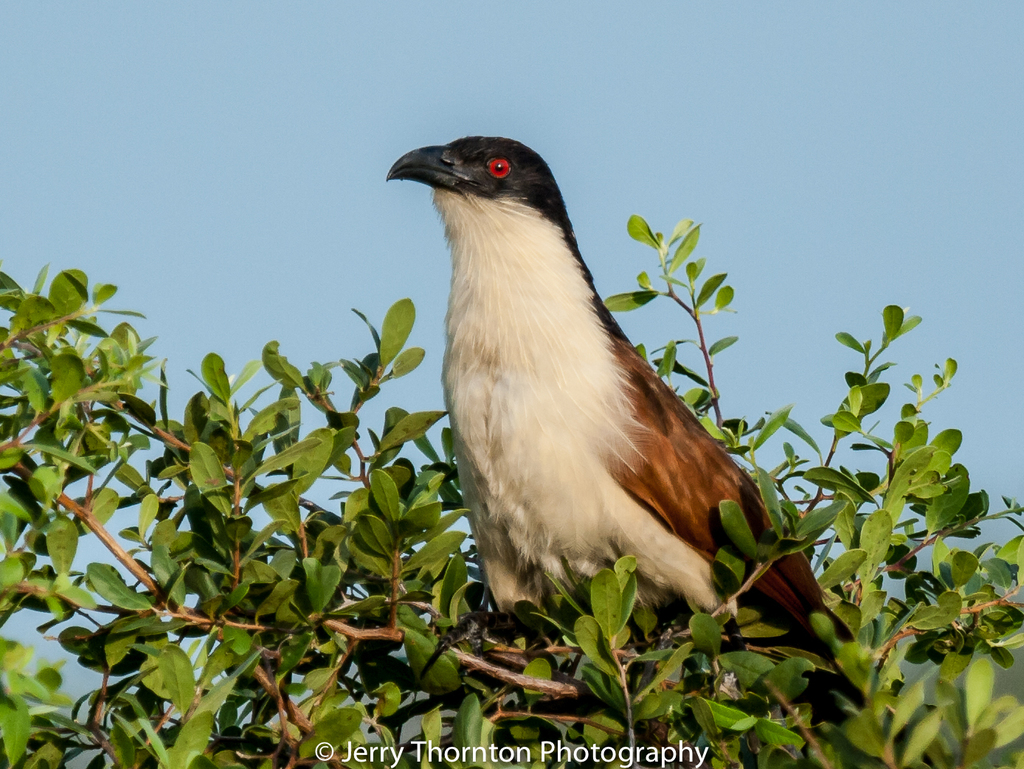 Coppery-tailed Coucal