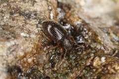 Barypeithes pellucidus