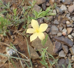 Menodora