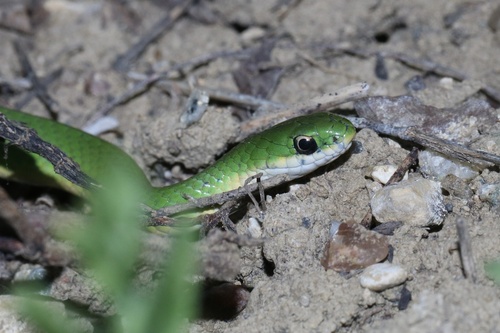 Smooth Greensnake (Opheodrys vernalis), a species recorded in Wyoming