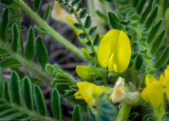 Astragalus buchtormensis
