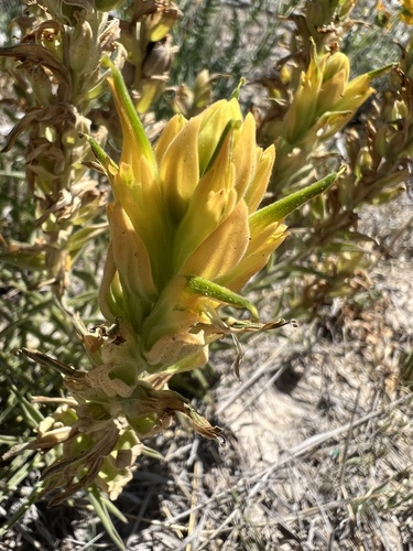Genevieve's paintbrush (Castilleja genevievana)
