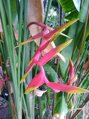 Heliconia × rauliniana
