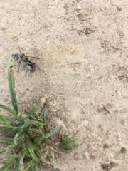 Rhyparochromus vulgaris