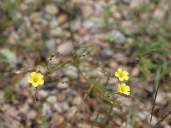 Linum rupestre
