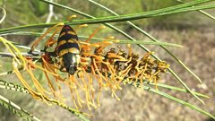 Temognatha regia