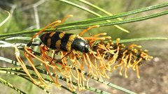 Temognatha regia
