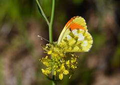 Anthocharis euphenoides