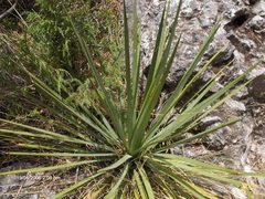 Agave striata