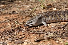 Tiliqua scincoides intermedia