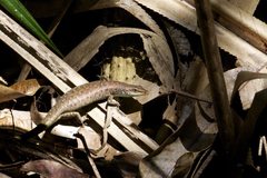Emoia longicauda