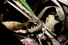 Emoia longicauda
