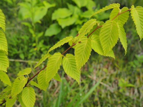 Carpinus japonica iNat (3)