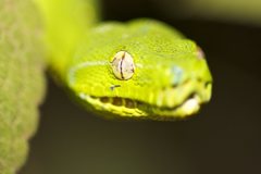 Morelia viridis