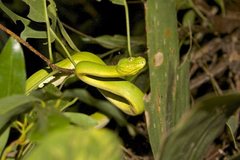 Morelia viridis