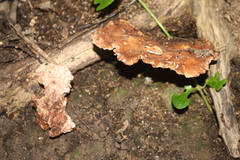 Polyporus septosporus