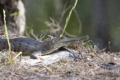 Crocodylus johnstoni