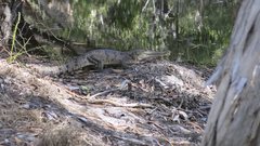 Crocodylus johnstoni
