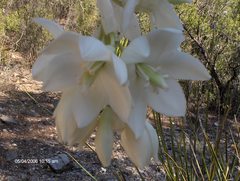 Yucca carnerosana