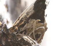 Cryptoblepharus virgatus