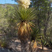 Giant Spanish-Dagger - Photo (c) Zona Sujeta a Conservación Ecológica Sierra de Zapalinamé, some rights reserved (CC BY-NC), uploaded by Zona Sujeta a Conservación Ecológica Sierra de Zapalinamé