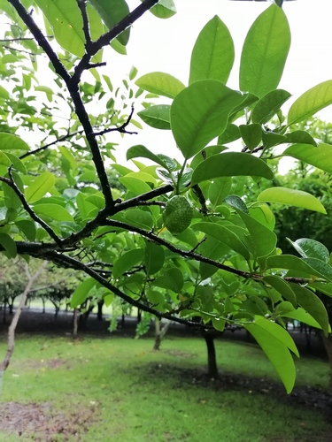 Annona muricata - Whole tree