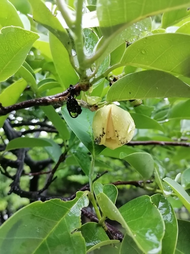Annona muricata - Leaves