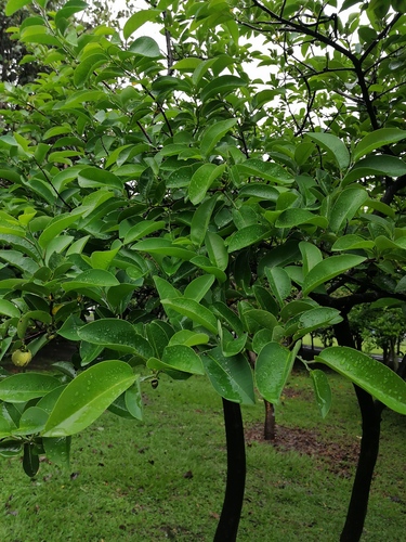 Annona muricata - Leaves