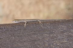 Cryptoblepharus metallicus