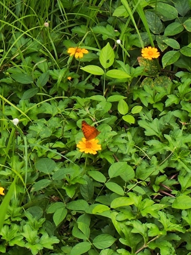 Photo of Common Leopard (Phalanta phalantha)