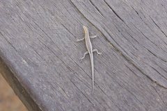 Cryptoblepharus metallicus