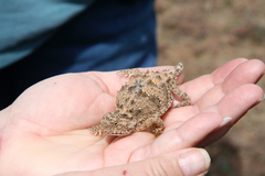 Phrynosoma douglasii
