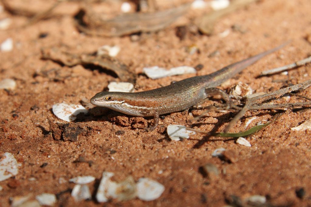 Red-Sided Rainbow-Skink
