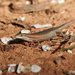 Red-sided Rainbow Skink - Photo (c) rogstanden, some rights reserved (CC BY-NC-SA), uploaded by rogstanden