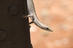 Cryptoblepharus