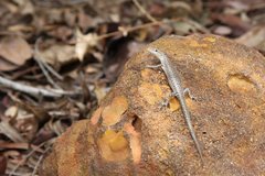 Cryptoblepharus