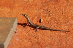 Cryptoblepharus