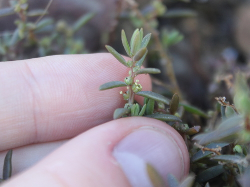 Image of New Zealand Seablite (Suaeda novae) by (c) Joe Dillon, some rights reserved (CC BY)