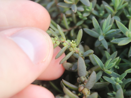 Image of New Zealand Seablite (Suaeda novae) by (c) Joe Dillon, some rights reserved (CC BY)