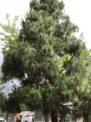 Pinus canariensis