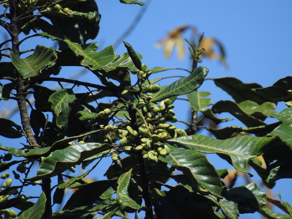 Semecarpus travancoricus