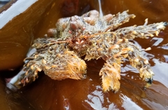 Phyllolithodes papillosus