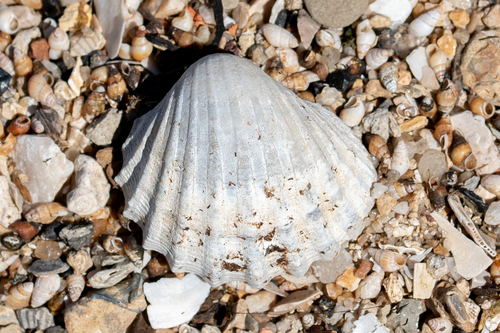 poorly-ribbed cockle