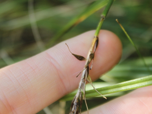 Image of Carex corynoidea by (c) Joe Dillon, some rights reserved (CC BY)