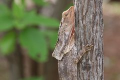 Chlamydosaurus kingii