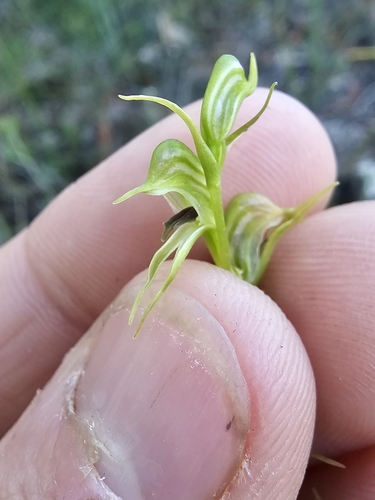 Image of Pterostylis daintreana by (c) Richard Dimon, some rights reserved (CC BY)