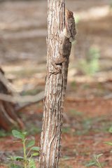 Chlamydosaurus kingii