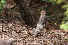 Chlamydosaurus kingii