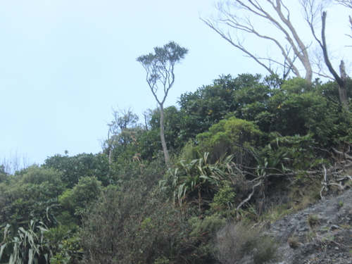Pseudopanax ferox